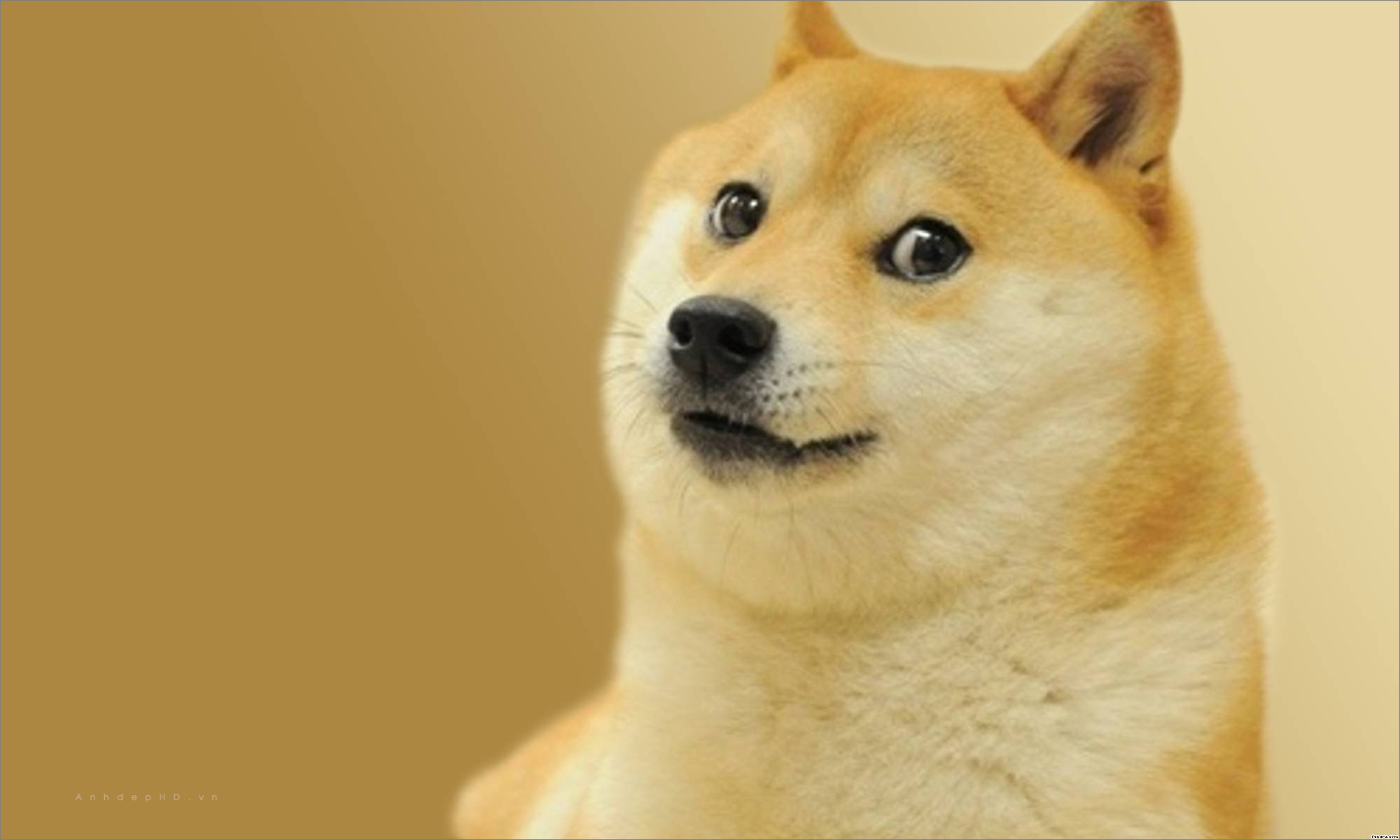 Tổng hợp ảnh chó shiba cười giúp bạn giải tỏa căng thẳng một cách tuyệt vời
