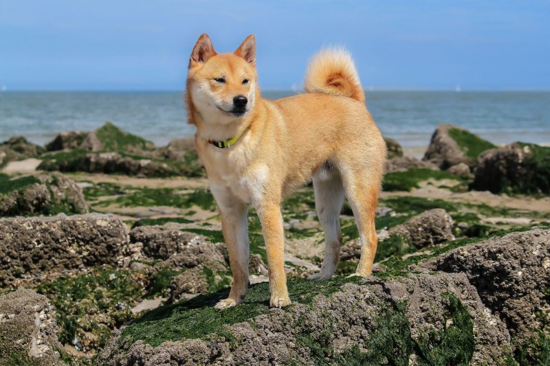 ảnh chó Shiba bên bờ biển