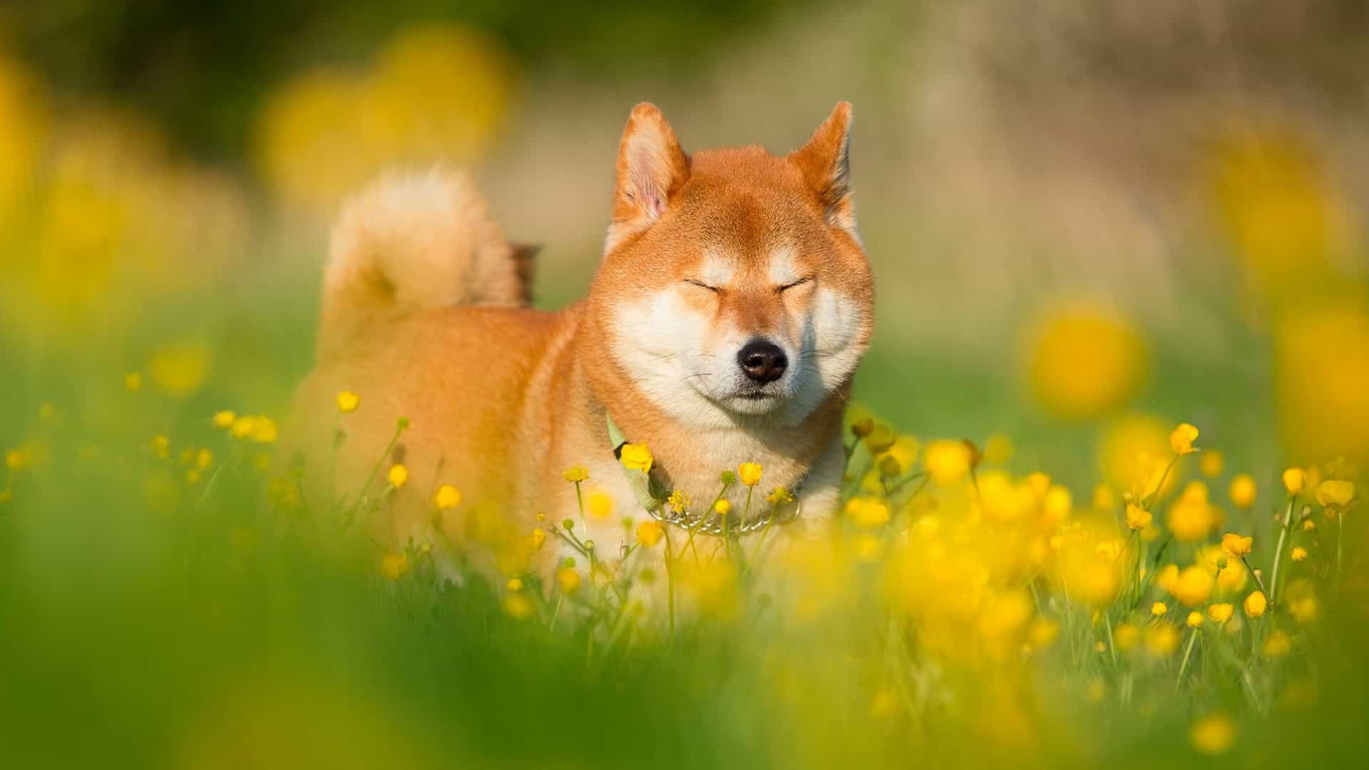Tìm kiếm những Hình Ảnh Chó Shiba thú vị để tạo niềm vui cho ngày của bạn. Với những bức ảnh độc đáo và hài hước, bạn sẽ tràn đầy năng lượng và sáng tạo hơn bao giờ hết.