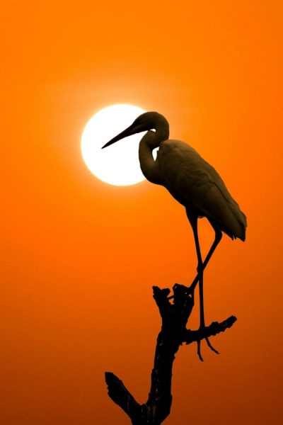 Storch-Silhouette im Sonnenuntergang