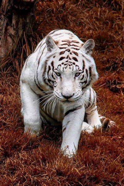 Những hình ảnh con hổ đẹp nhất cho điện thoại di động