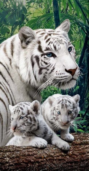 Ảnh hổ mẹ và 2 hổ con