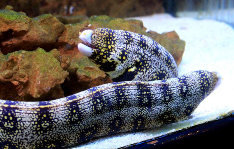 Ảnh lươn có màu da độc đáo