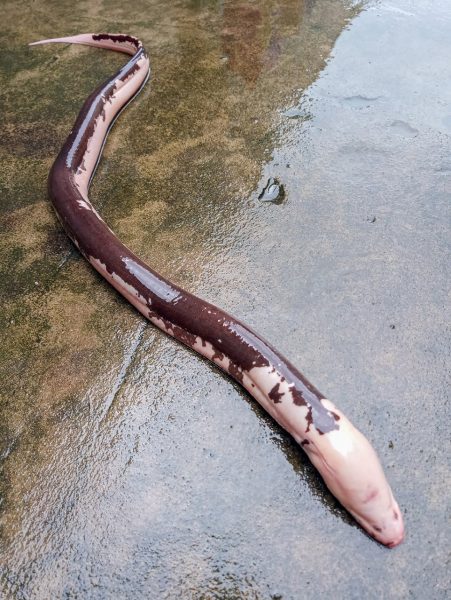 Ảnh con lươn độc nhất thế giới