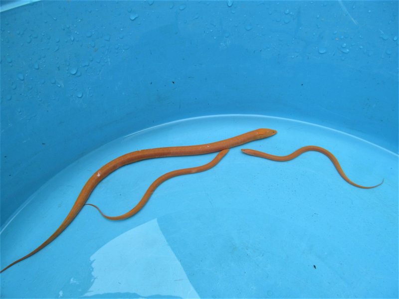 Hình ảnh con lươn trên nền xanh