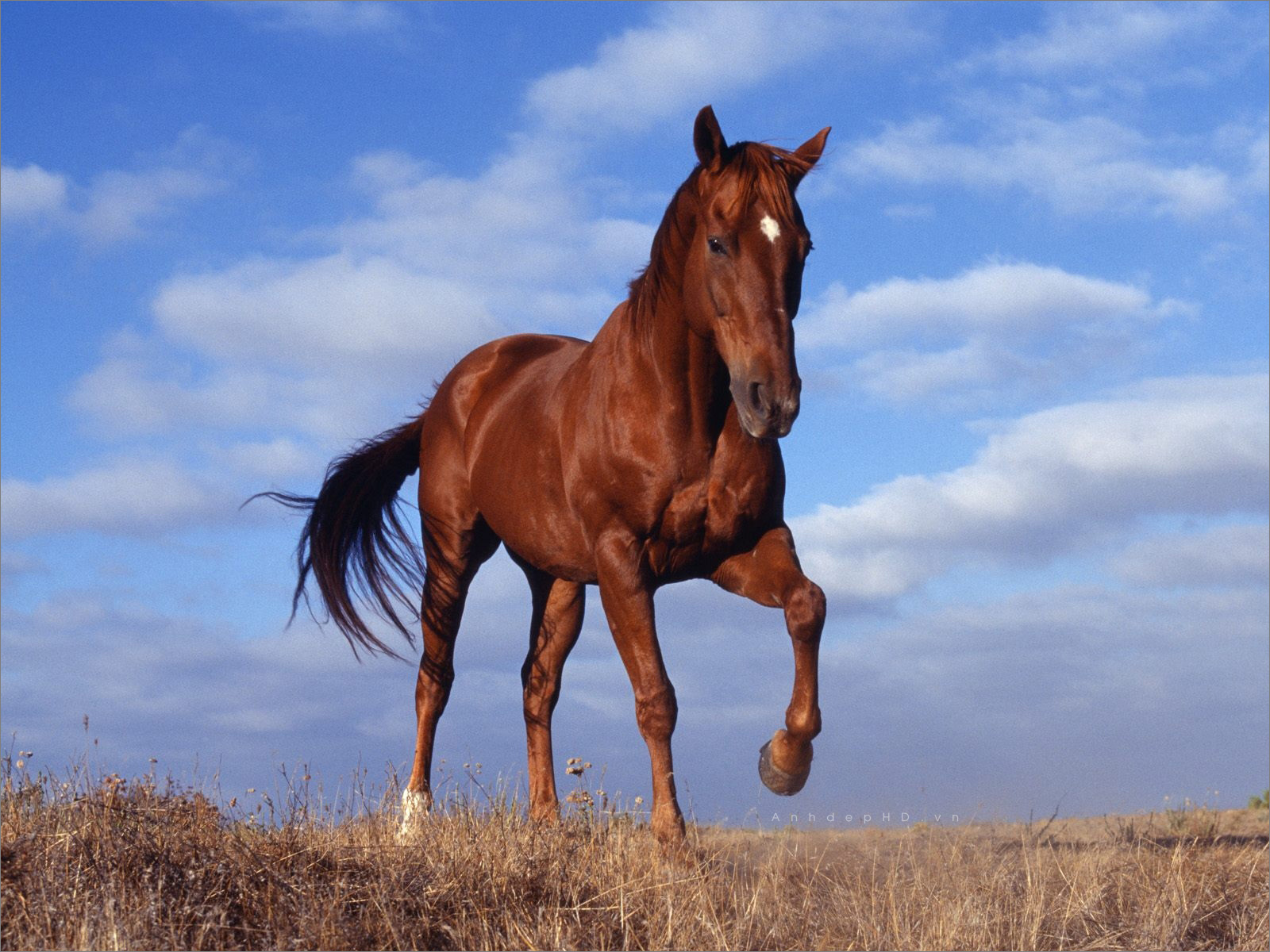 Mách bạn hơn 106 hình ảnh con ngựa đẹp mới nhất  thtantai2eduvn
