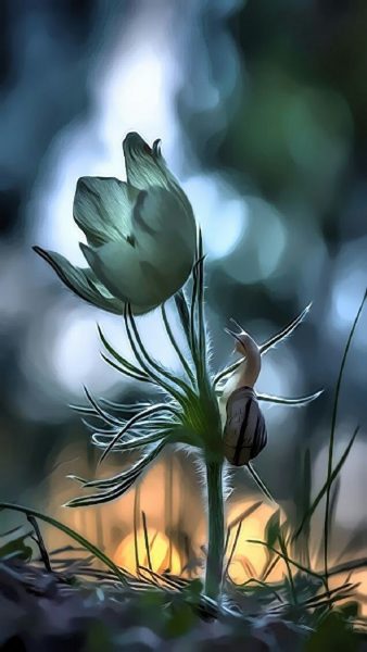 Hình ảnh con ốc sên bên cây hoa