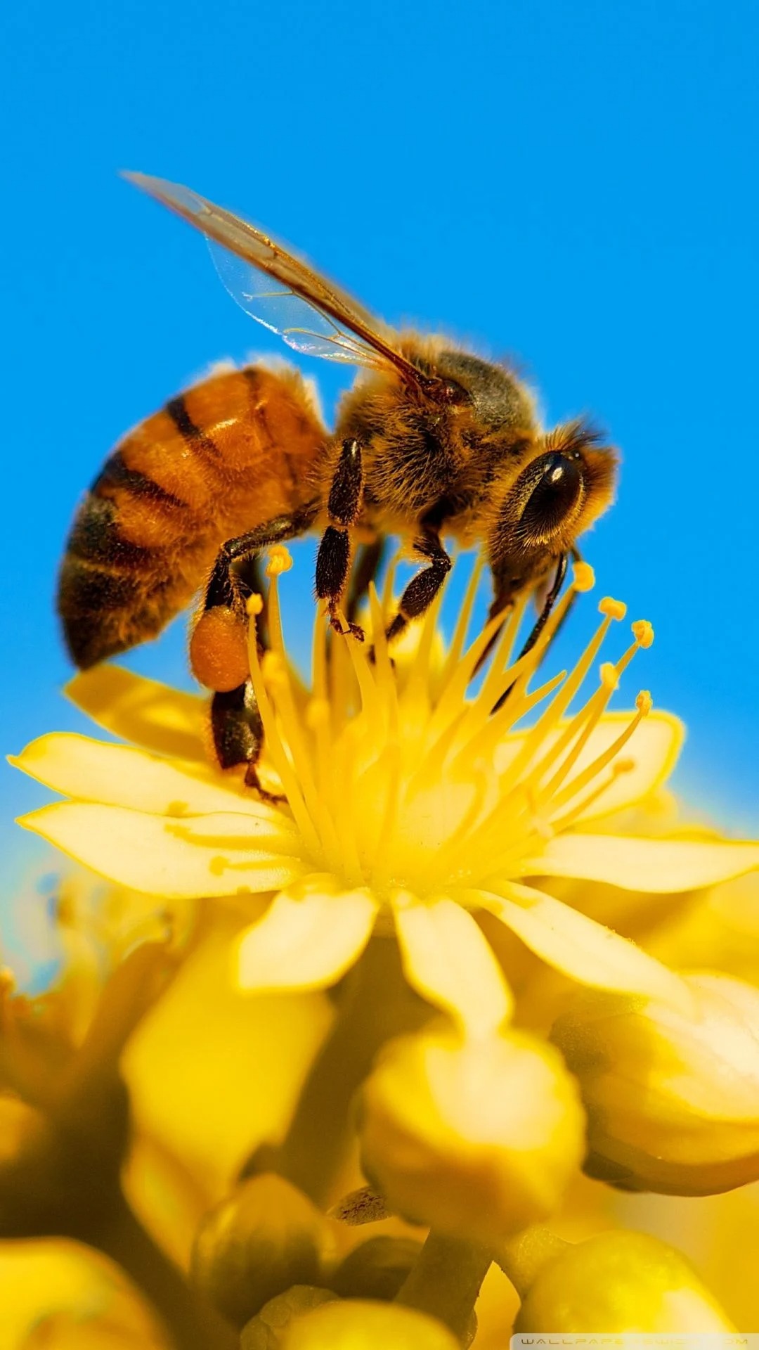 Top với hơn 117 hình nền con ong mới nhất  Tin học Đông Hòa