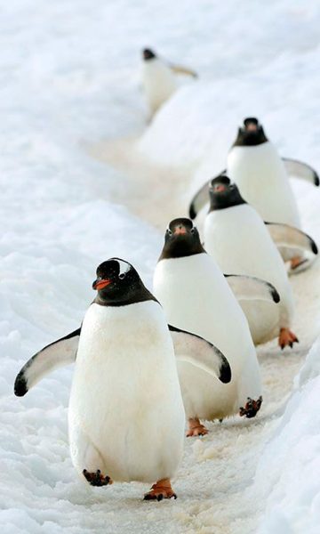 hình ảnh động vật dễ thương chim cánh cụt chạy theo nhóm
