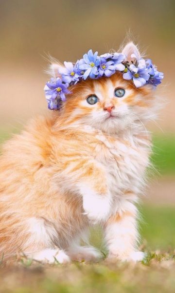 hình ảnh động vật dễ thương mèo với vòng hoa