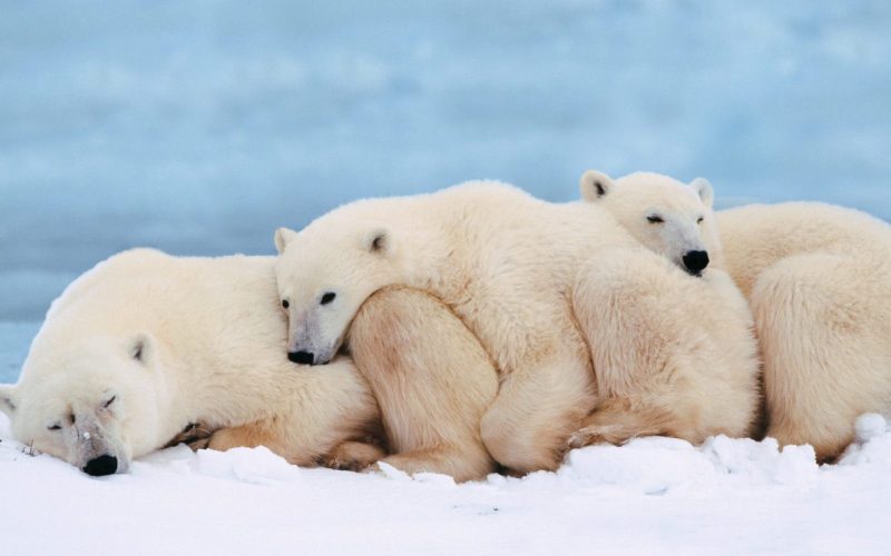 hình ảnh động vật dễ thương gấu bắc cực