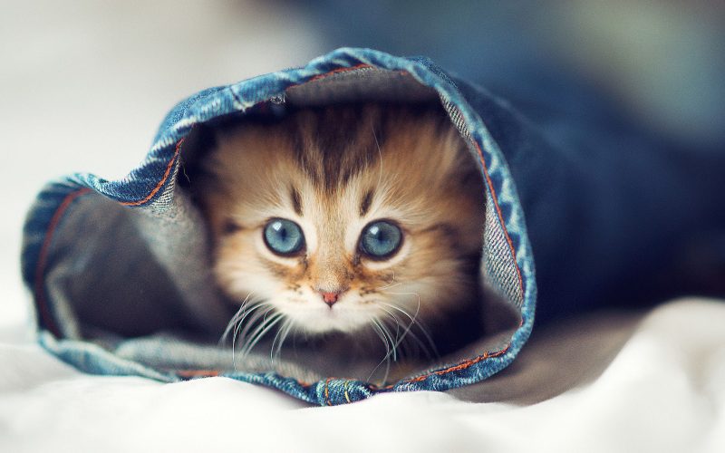 hình ảnh động vật dễ thương con mèo trong quần