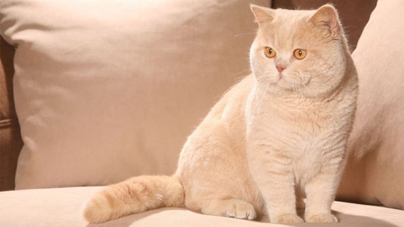 Süßes Foto einer kurzhaarigen britischen Katze