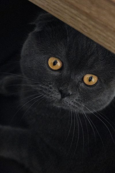 hình ảnh mèo anh lông ngắn màu đen