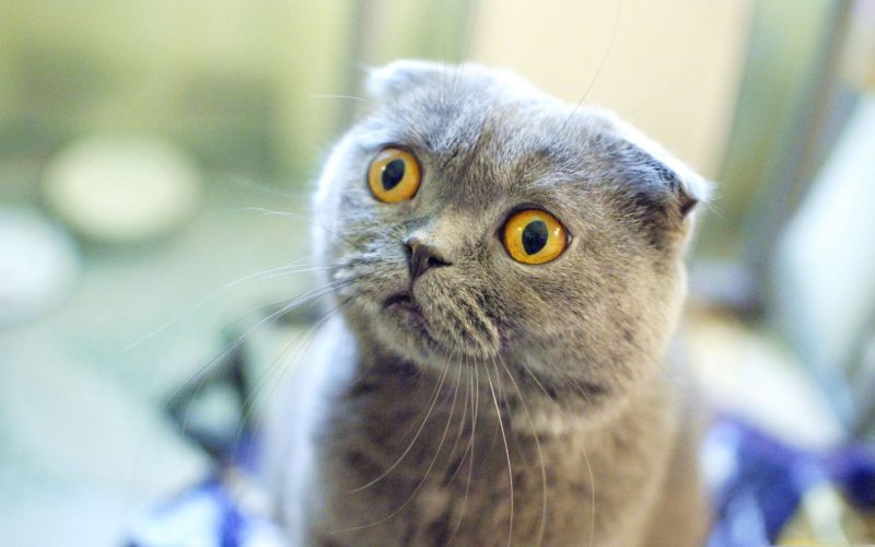 Foto einer kurzhaarigen britischen Katze mit albernem Gesicht