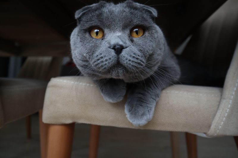 Bild einer kurzhaarigen britischen Katze mit dummem Gesicht