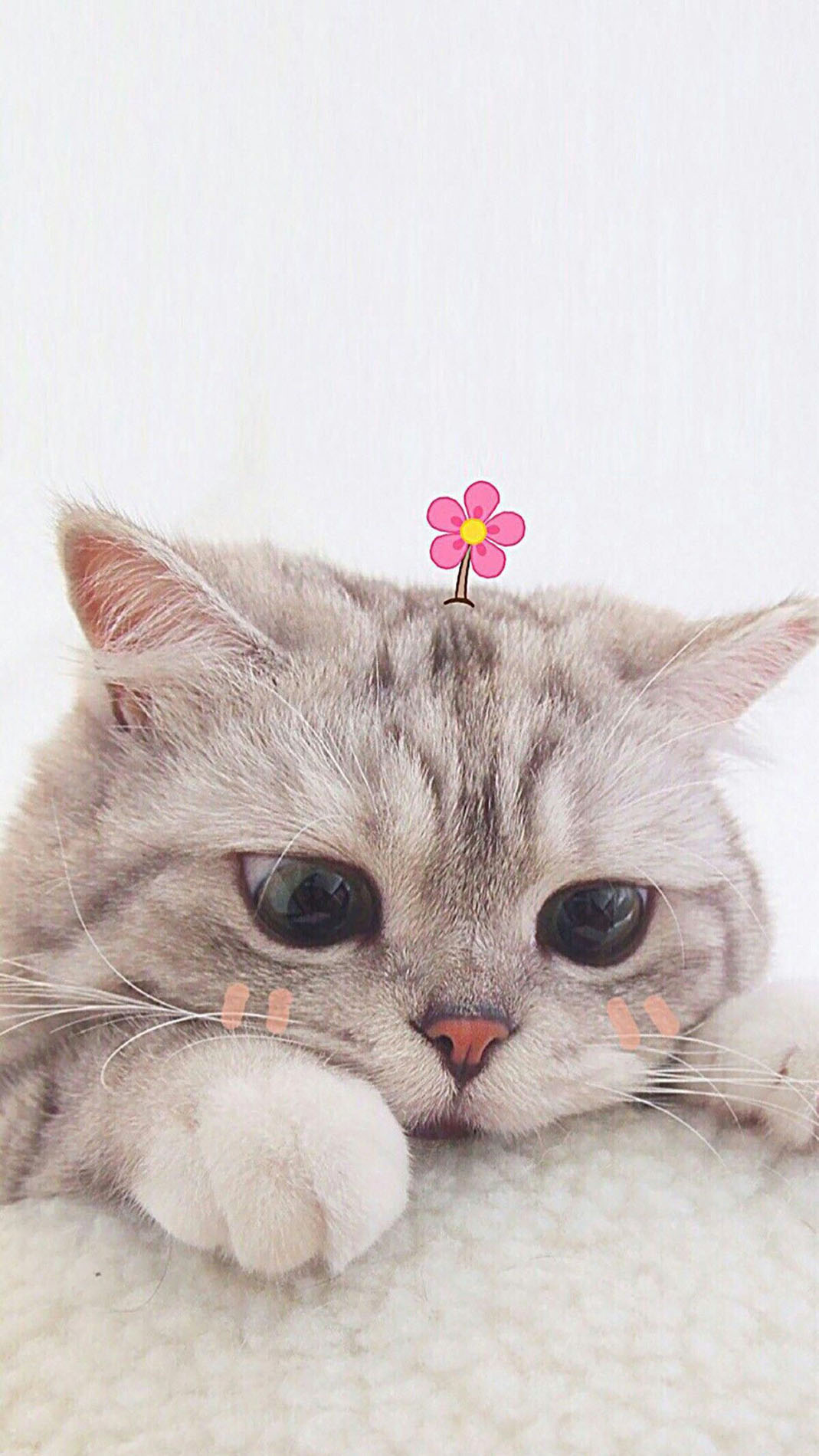 Hình nền mèo 3D, cute, dễ thương đẹp nhất