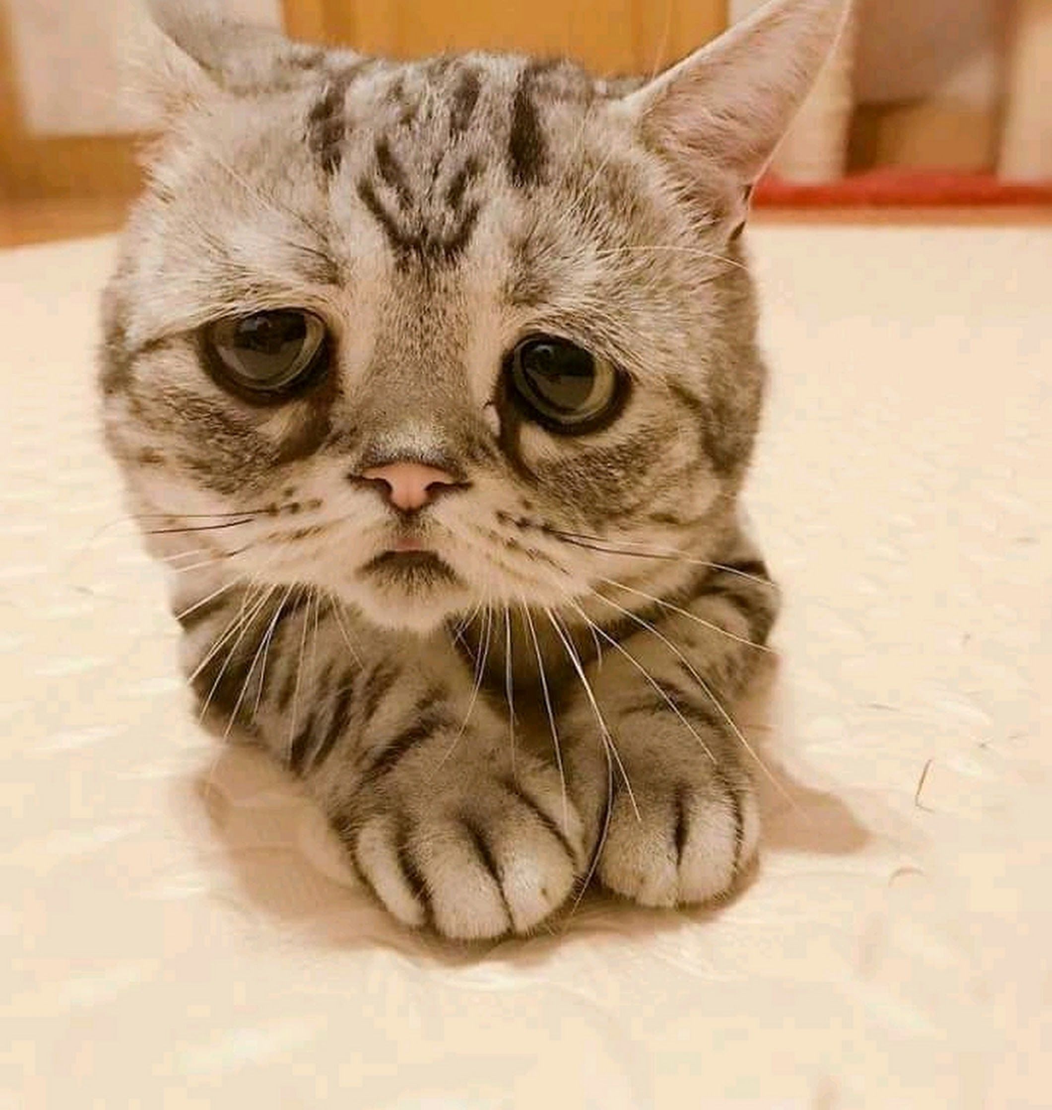 Tổng hợp hình mèo cute buồn và xúc động nhất