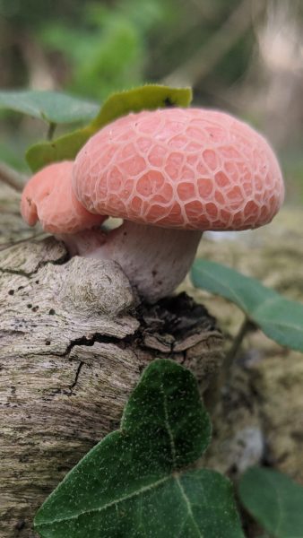 Super hübsches Foto von rosa Pilzen