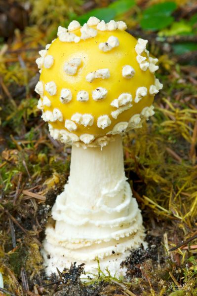 Foto von gelben Pilzen, super seltsame weiße Flecken