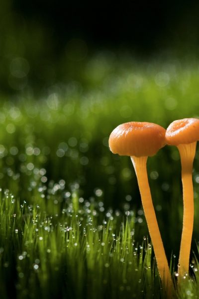Foto von Pilzen, die bei nassem Wetter wachsen