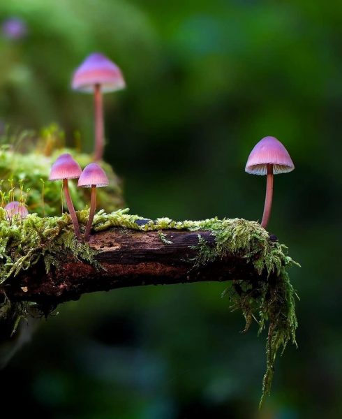 Foto von kleinen Pilzen, schöne lila Farbe