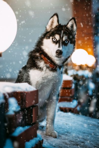 Verschneites Foto mit dem Hund im Rahmen