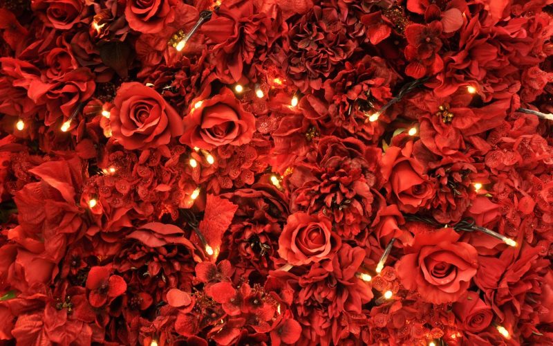 background đỏ hoa hồng và đèn