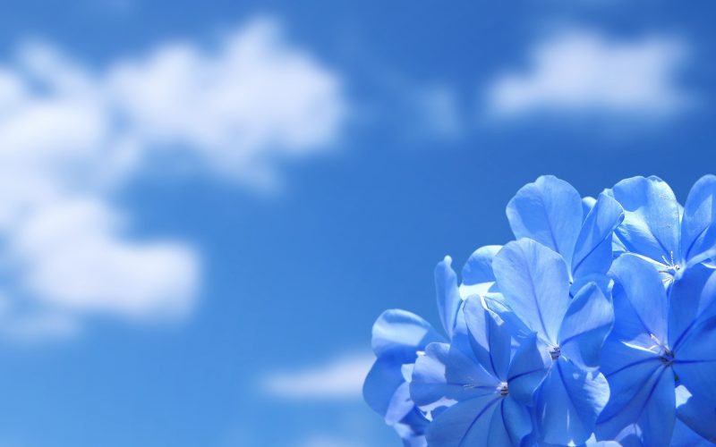 background xanh dương hoa đẹp