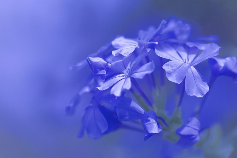 background xanh dương tím nhẹ nhàng