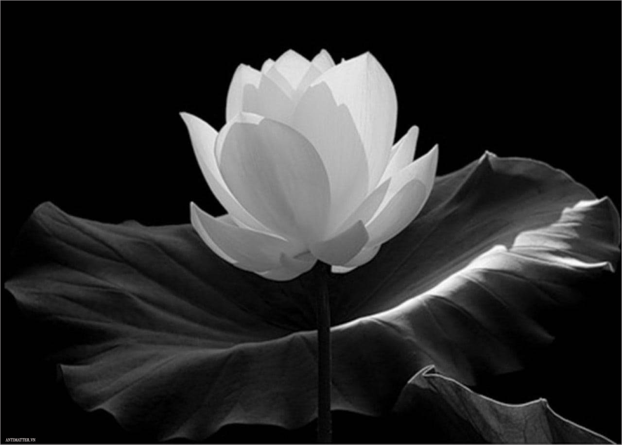 57 Hình ảnh hoa sen trắng làm ảnh đại diện tang lễ ý tưởng  hoa sen tang  lễ hoa