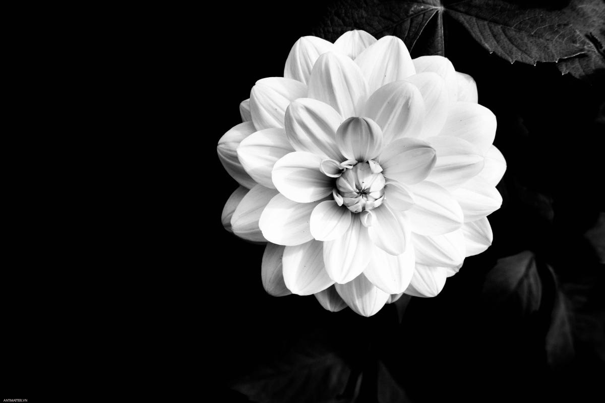 Chia sẻ với hơn 94 đám tang hình ảnh hoa cúc trắng buồn mới nhất ...