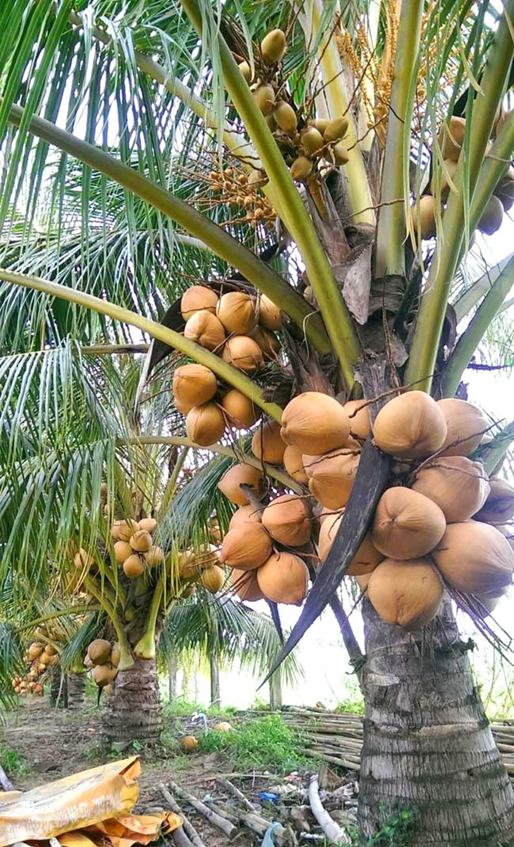 Tiểu V Trụ] Cây dừa, cây cọ các loại, nhiều kích thước làm sa bàn, mô hình  phong cảnh biển, trang trí | Shopee Việt Nam