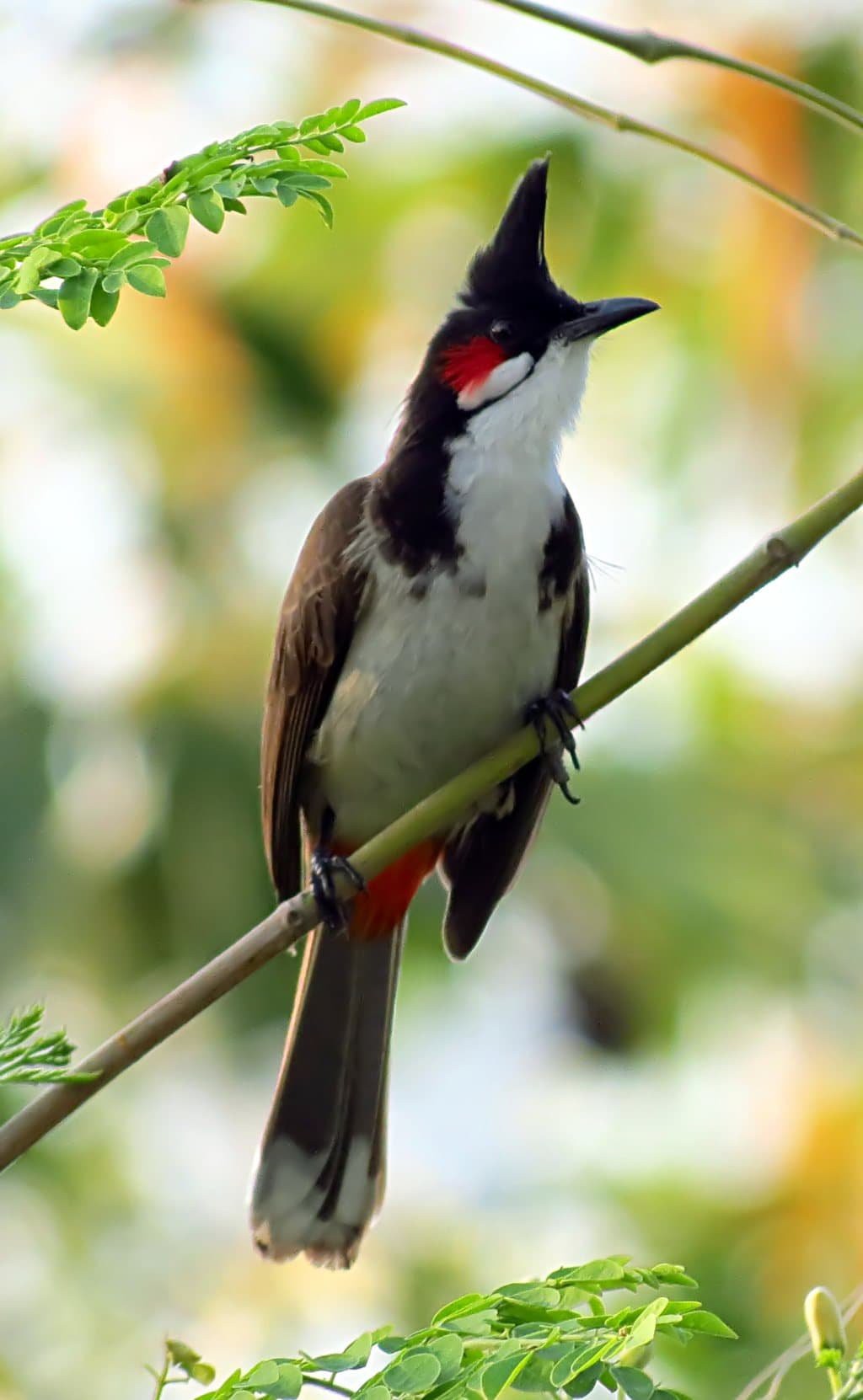 Hình ảnh đẹp về các loài chim  Báo Quảng Ninh điện tử