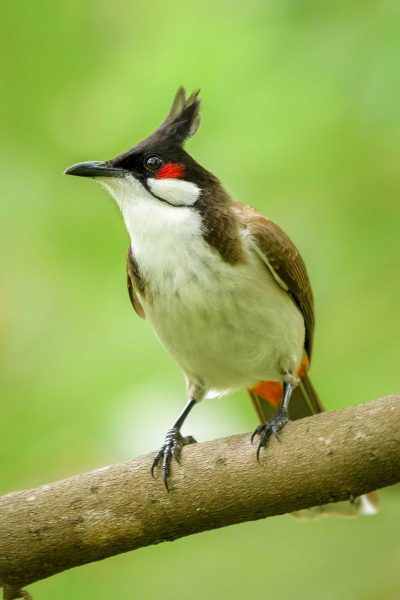 Das Bild des schönsten Haubenvogels in Vietnam und der Welt