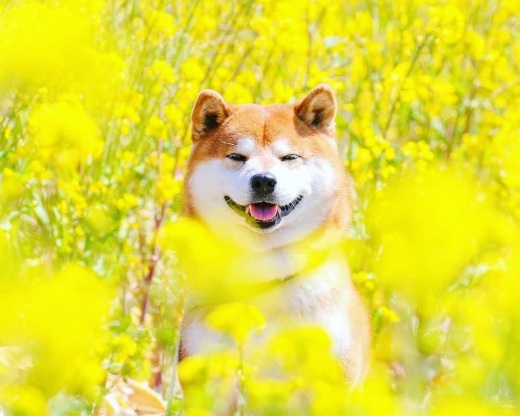 Hình ảnh chó Shiba cute