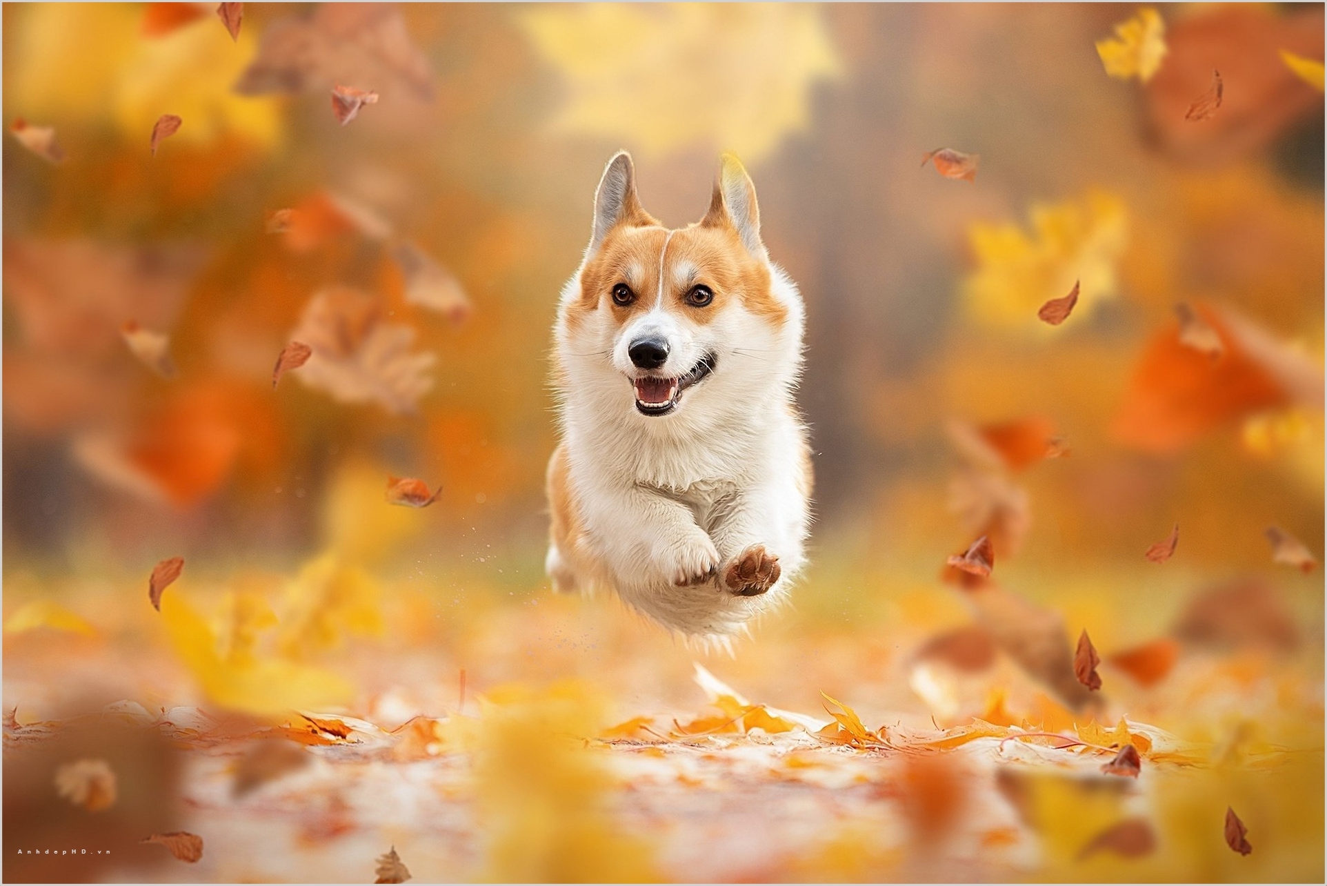 Hình ảnh chó đẹp chắc chắn sẽ góp phần làm cho không gian sống của bạn trở nên sinh động và đầy màu sắc hơn. Hãy xem ngay những hình ảnh nổi bật về chó đáng yêu này!