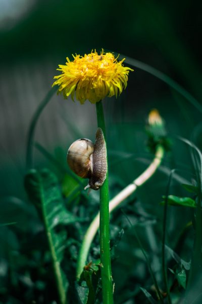 Hình ảnh con ốc sên đang bò trên cuống hoa