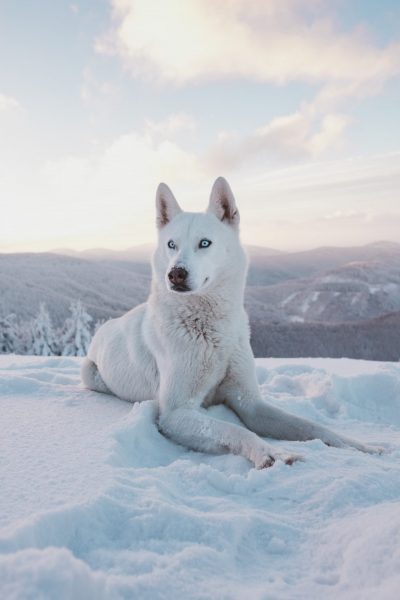 hình ảnh con sói trắng nằm trên tuyết