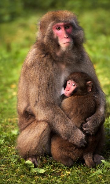 hình ảnh động vật dễ thương khỉ mẹ và con