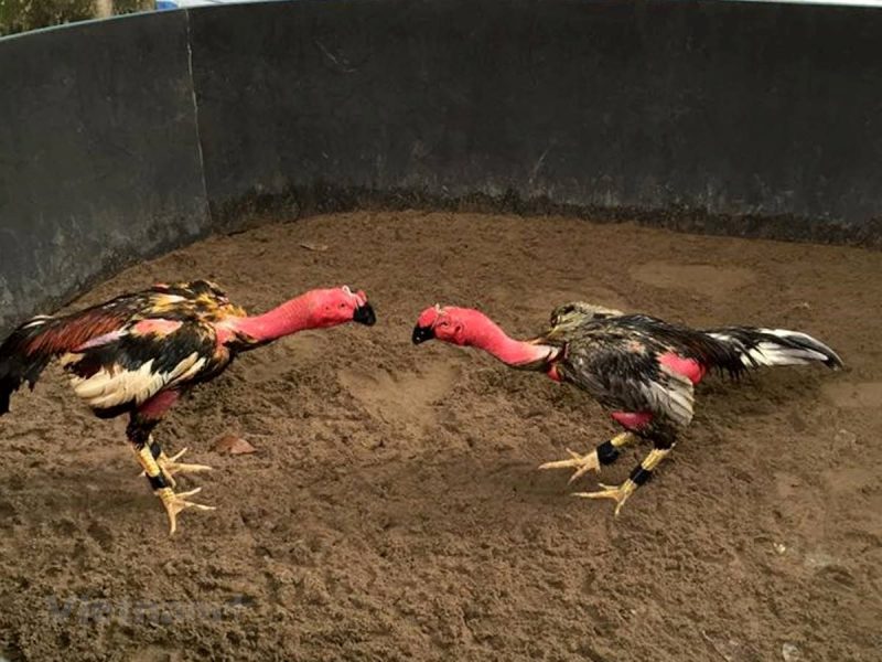 Bilder von Hühnern, die Hähne bekämpfen
