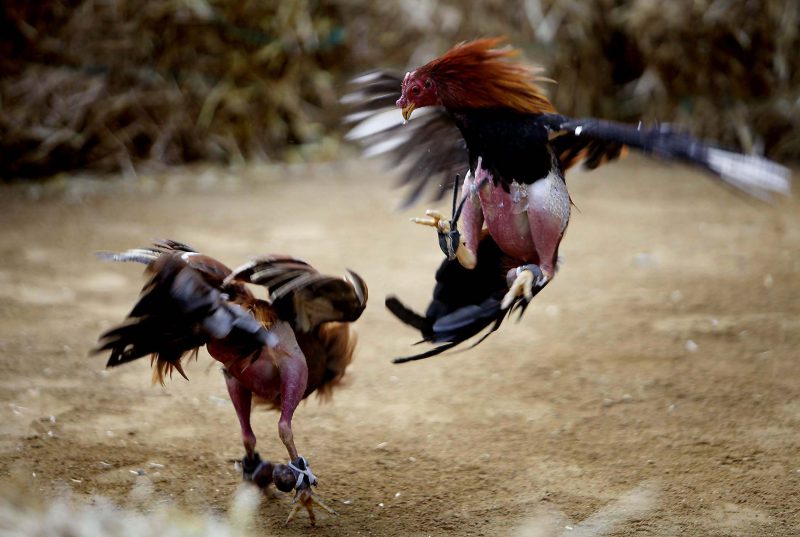 Bild von Hühnern, die mit Eisen kämpfen