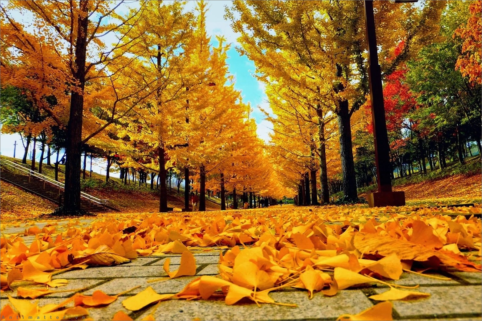 99+ Pictures of Beautiful, Sad Autumn Falling Yellow Leaves Containing Thoughts