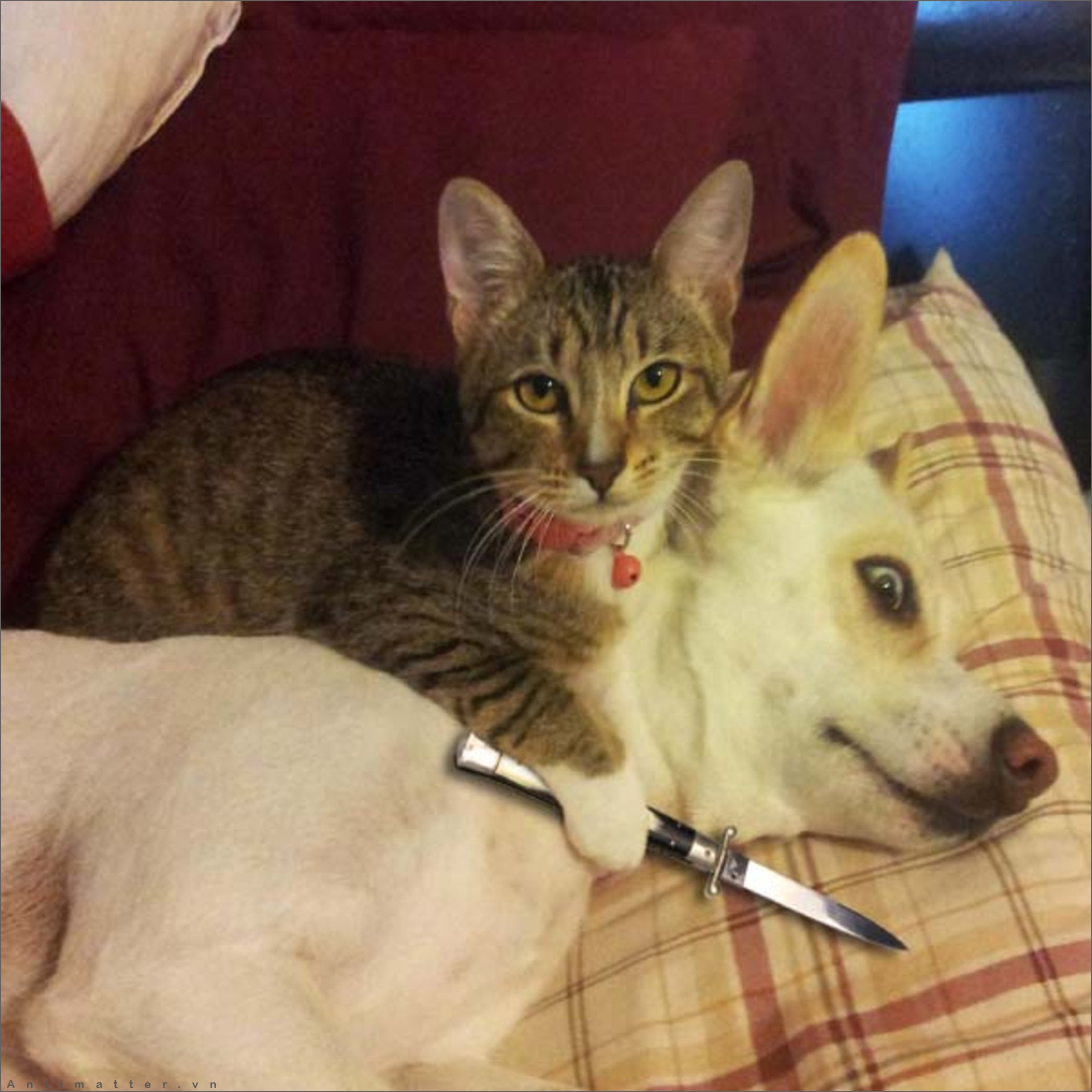 Xem ảnh mèo cầm dao phóng lợn để thấy một tình bạn đáng yêu và hài hước giữa hai loài động vật khác nhau.