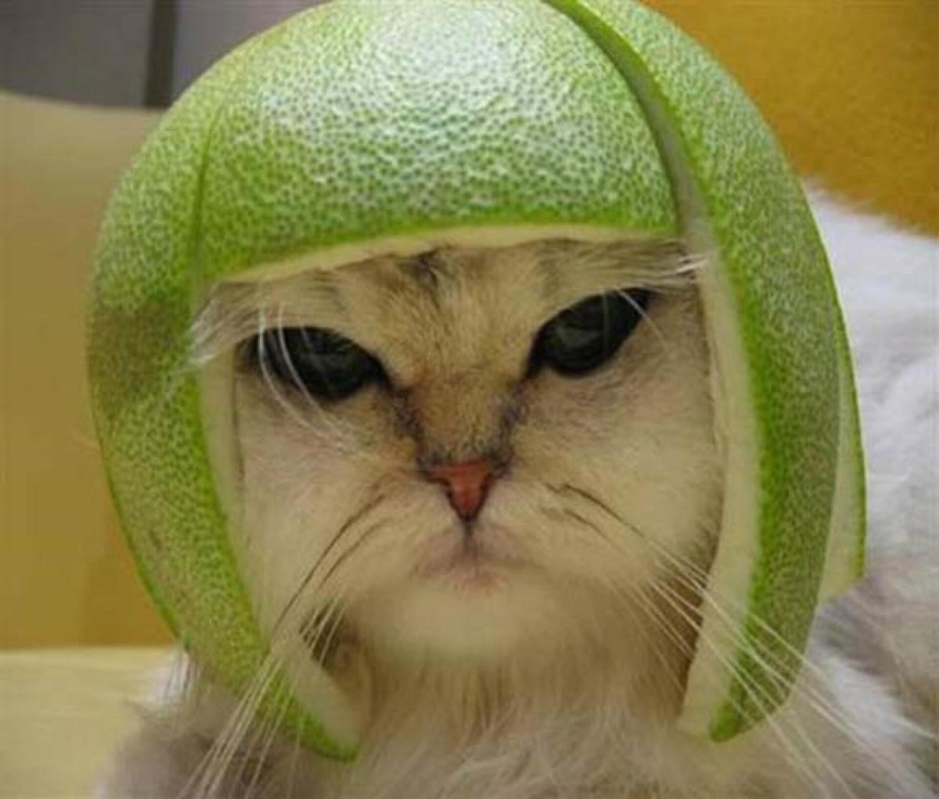 Hình Ảnh Mèo FF Siêu Ngầu Cute Làm Meme Cực Kỳ Chất  THCS Võ Thị Sáu