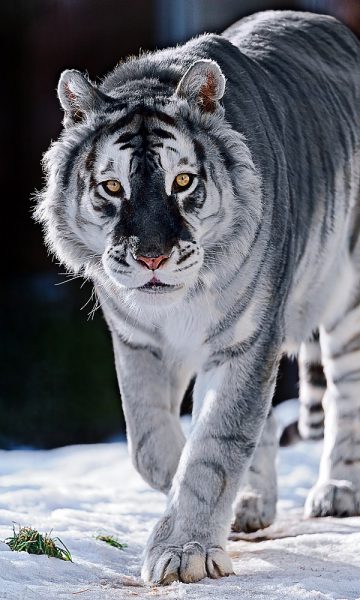 hổ xám đi trên tuyết
