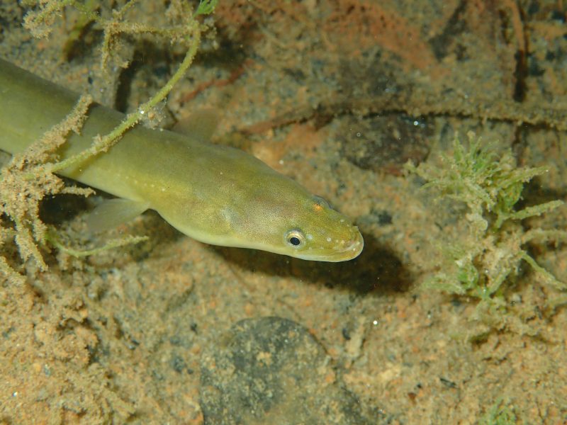 Hình ảnh con lươn dưới nước bùn