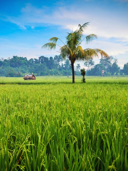 Bilder von vietnamesischen Dörfern und grünen Feldern