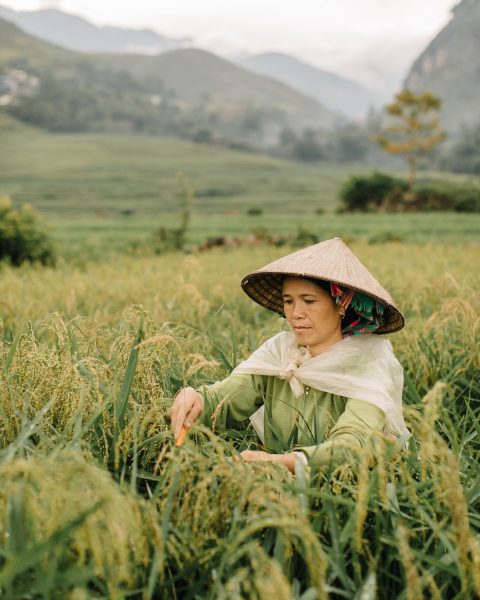 Bilder von vietnamesischen Dörfern, die Reis ernten