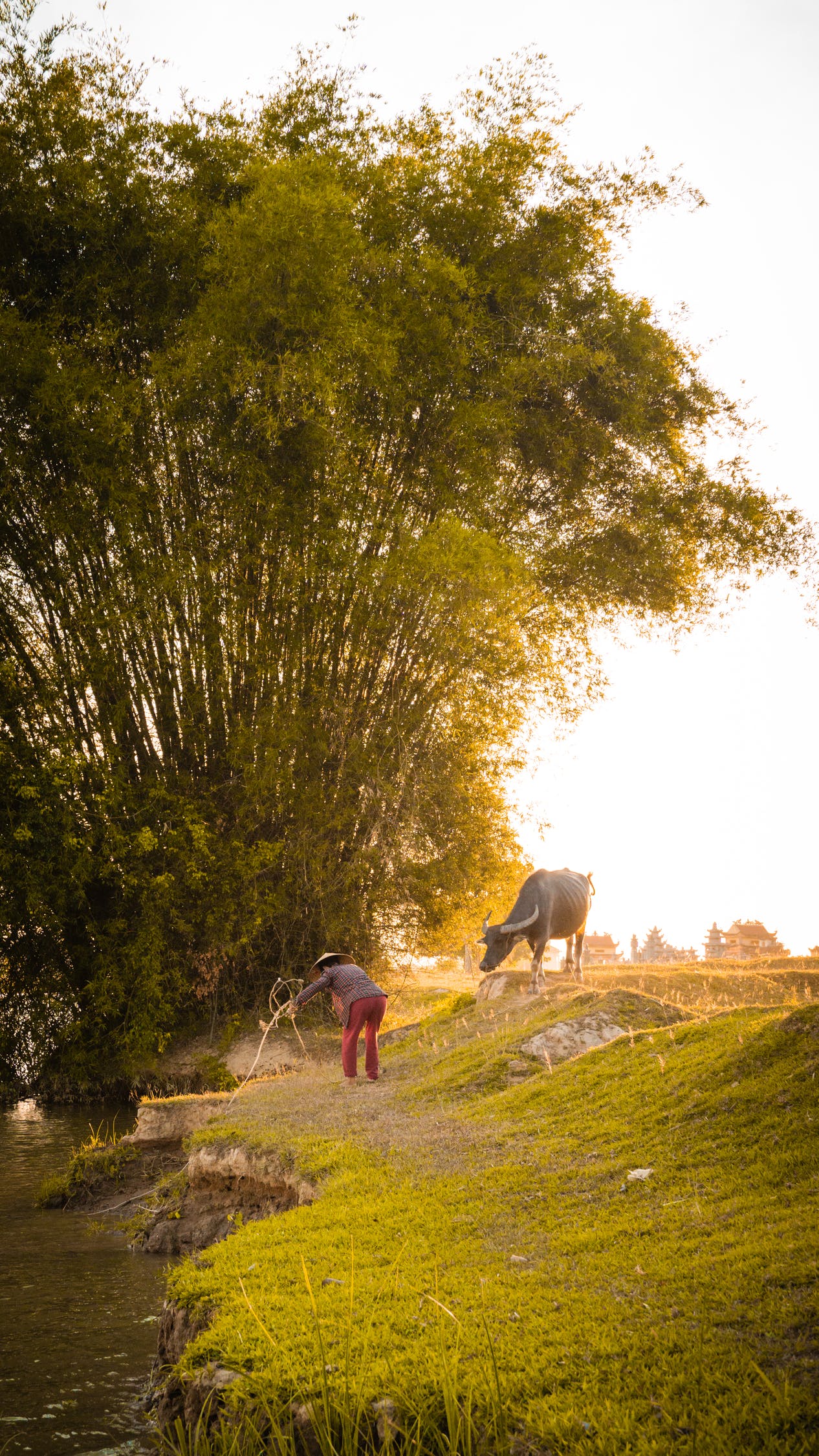 Làng quê: Hãy thưởng thức những hình ảnh tuyệt đẹp về những làng quê Việt Nam. Đây là nơi muôn người mong muốn trở lại để tìm về bình yên, lặng lẽ trong làn gió mát và hòa cùng thiên nhiên xanh tươi.